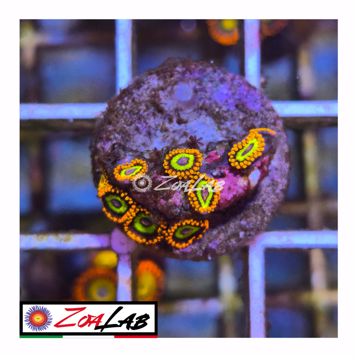 Zoanthus fruit loops