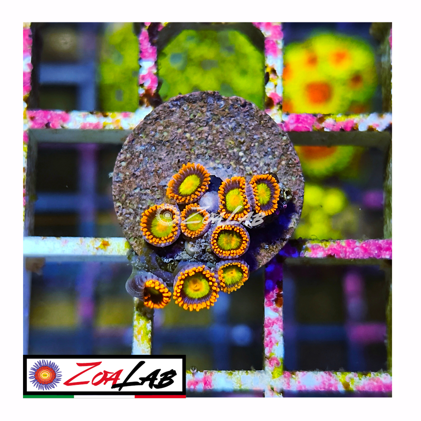 Zoanthus Orange mandarine