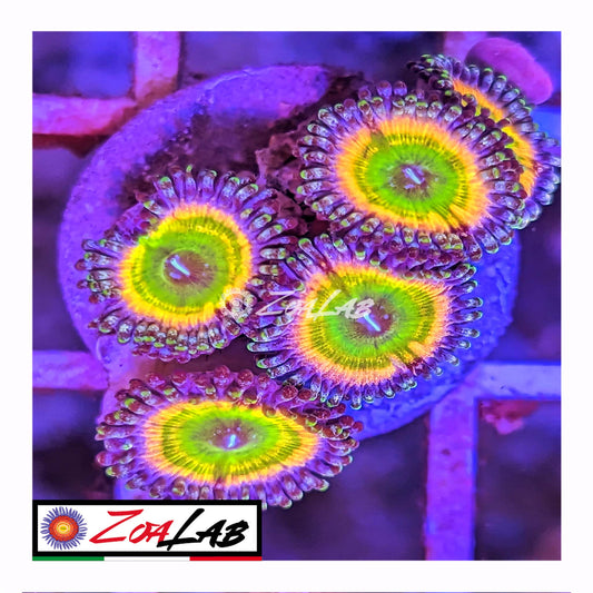 zoanthus tinkerbell