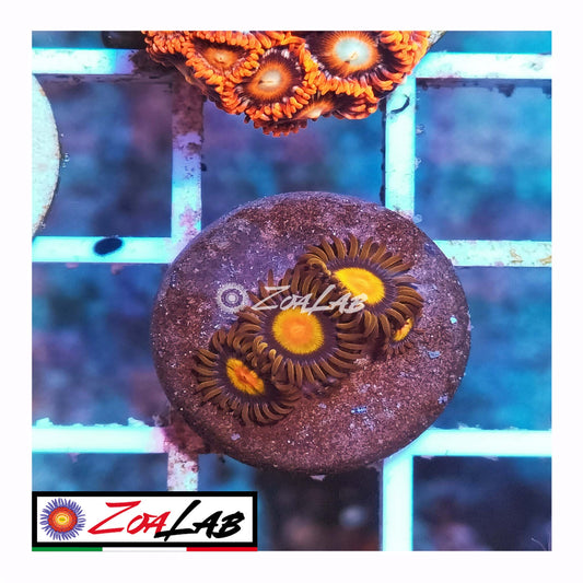 zoa tutti frutti